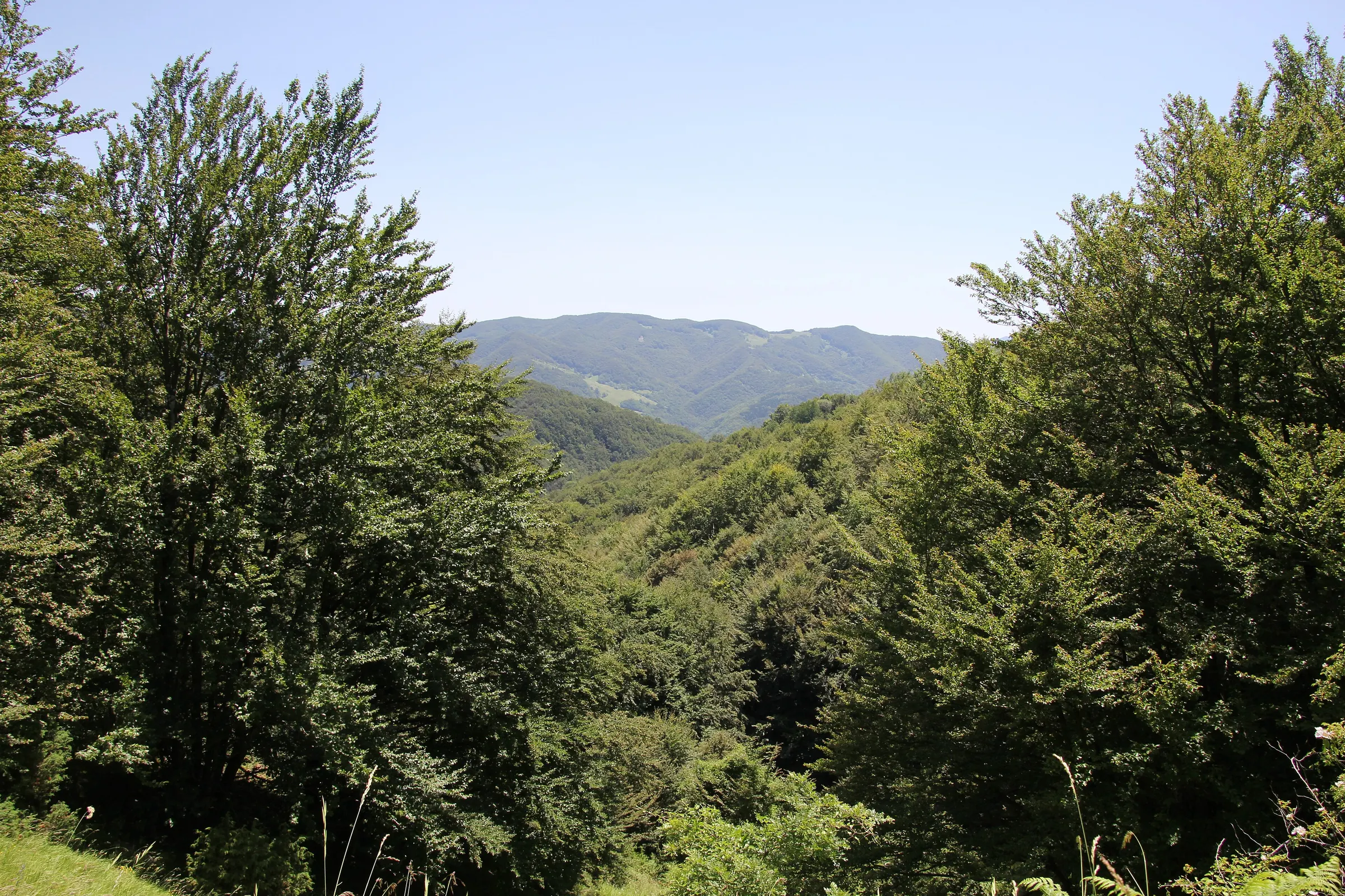 Boschi del Parco Nazionale delle Foreste Casentinesi
