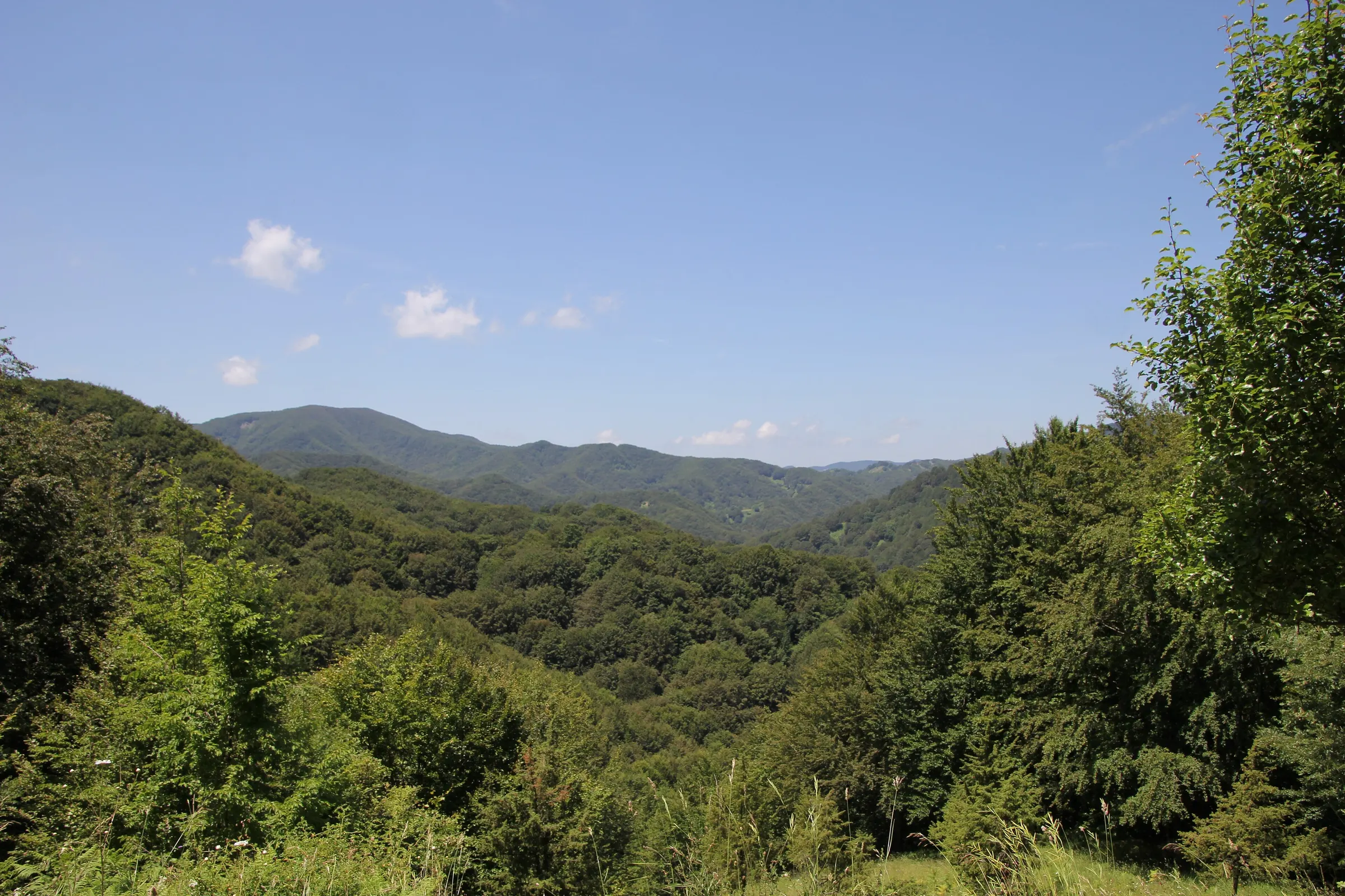 Valle boscosa nel Parco Nazionale delle Foreste Casentinesi